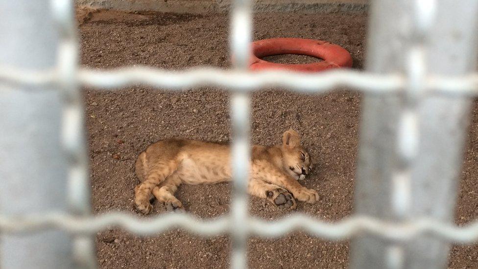 A sick lion cub at the rescue centre