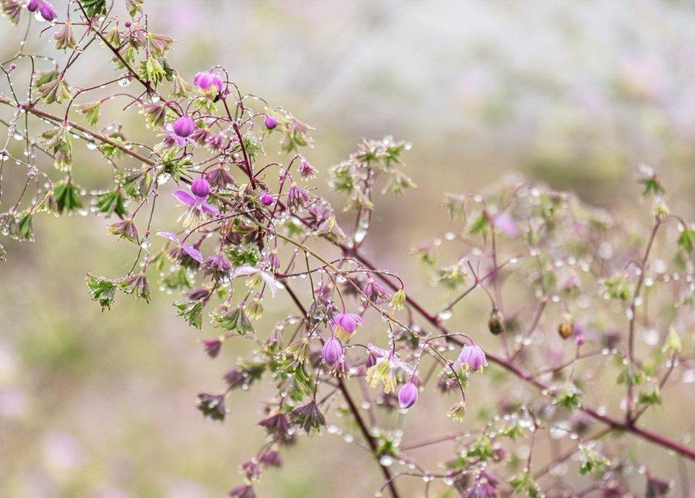 Purple perennial flowers with dew glistening.