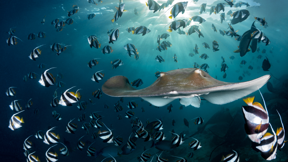 Bannerfish swirling around a large stingray