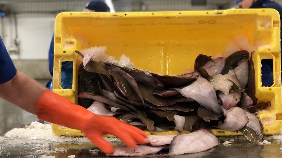 Dutch fisherman working in Urk