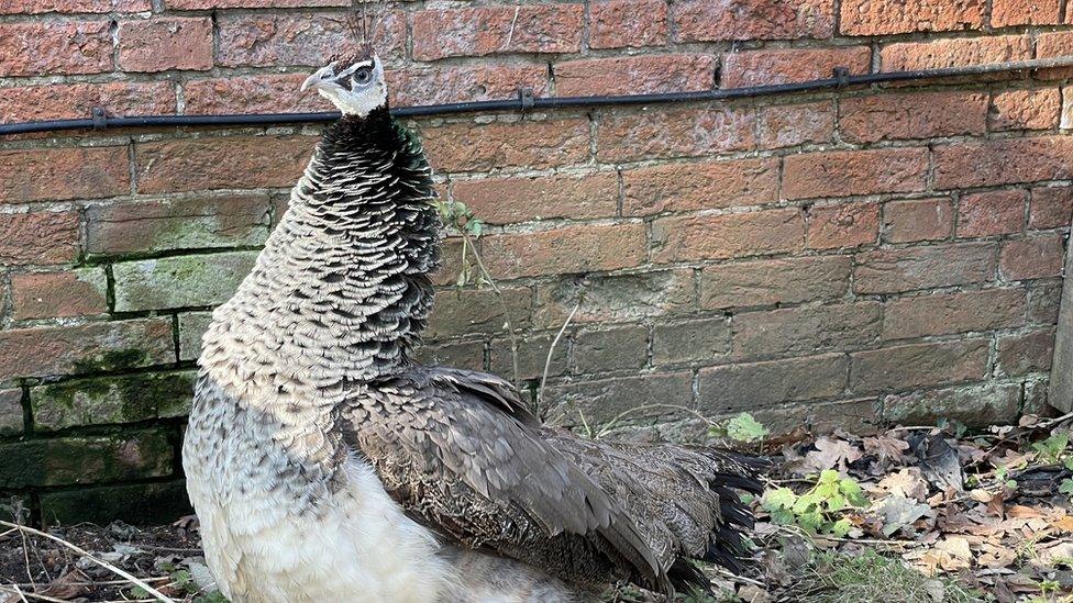 Peahen