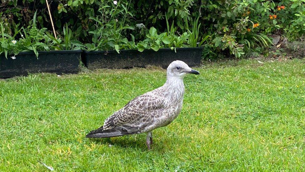 A young gull standing in a garden