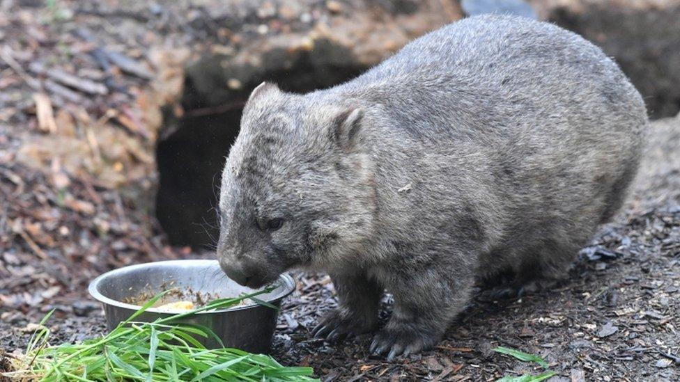 Wombat