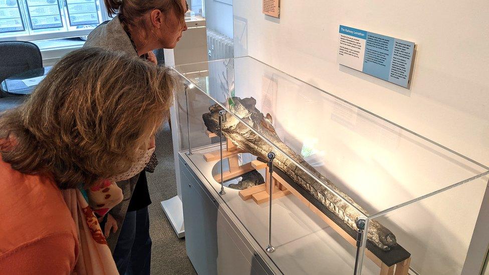 The restored Jurassic crocodile skull at the Bath Royal Literary and Scientific Institution