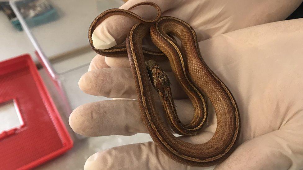 Striped corn snake