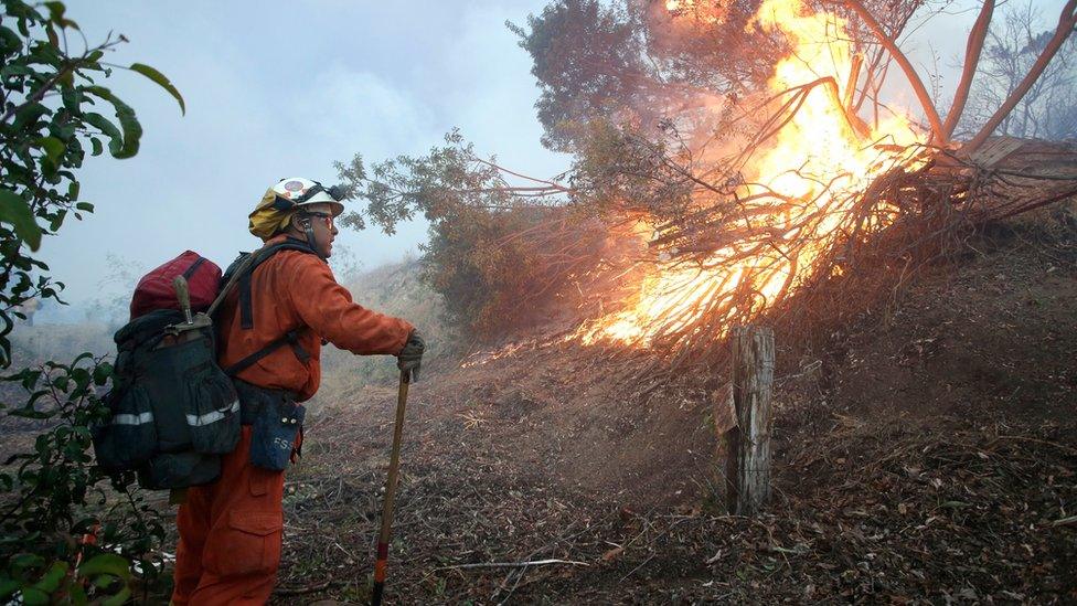 An inmate firefighter fights a fire in avocado orchard at the Ojai Vista Farm threatened by the "Thomas Fire" near Ojai, California, USA, 07 December 2017.