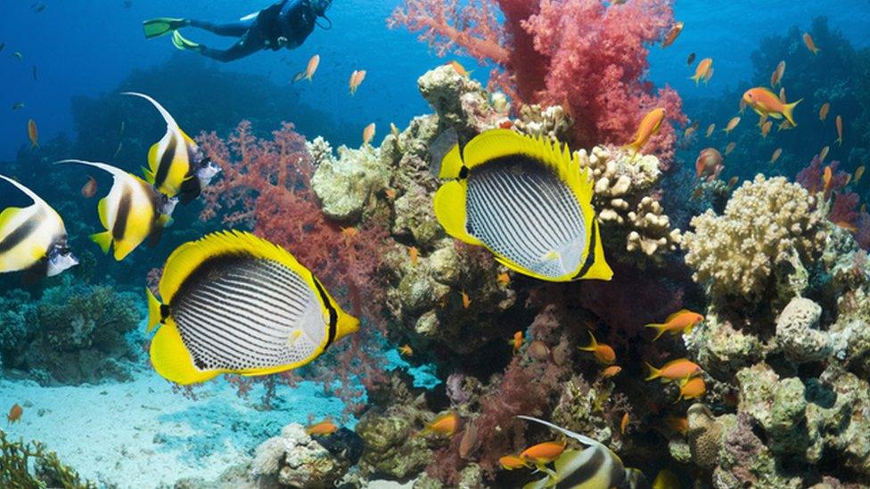 Tropical fish in a coral reef