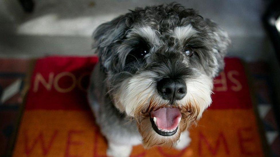 A miniature Schnauser