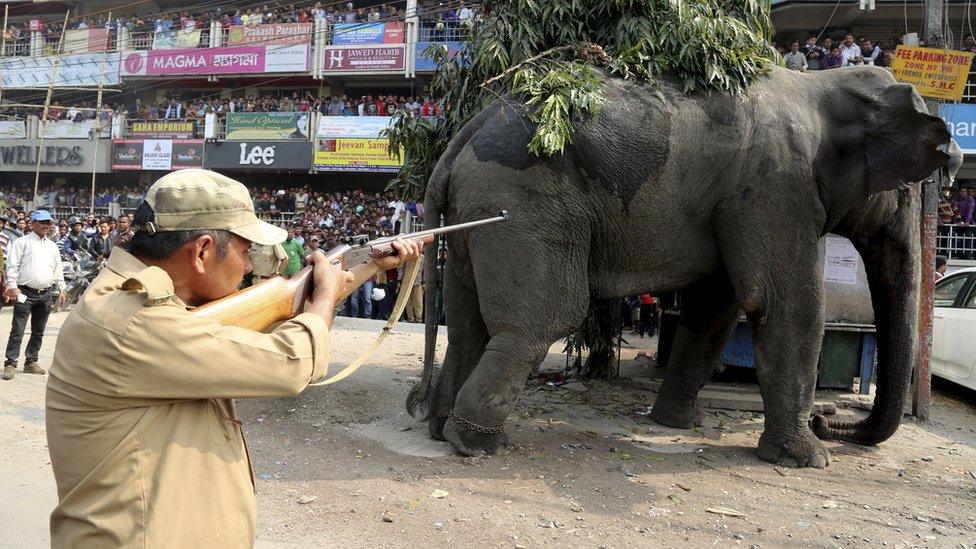 Forest official fires tranquilizer dart at elephant