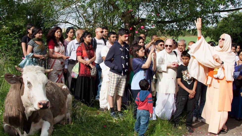 Cow being honoured by group of people in 2013