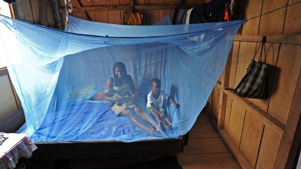 mosquito-net.