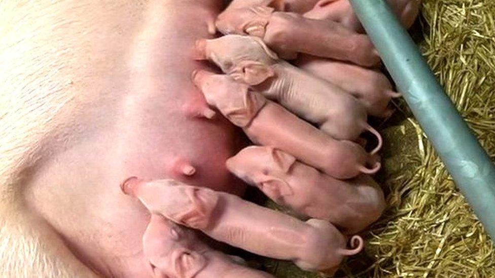 Gene Edited piglets