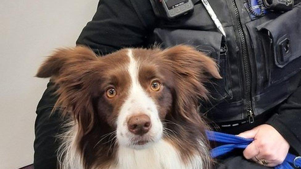 PCSO Arlene Ormston with Bea the dog