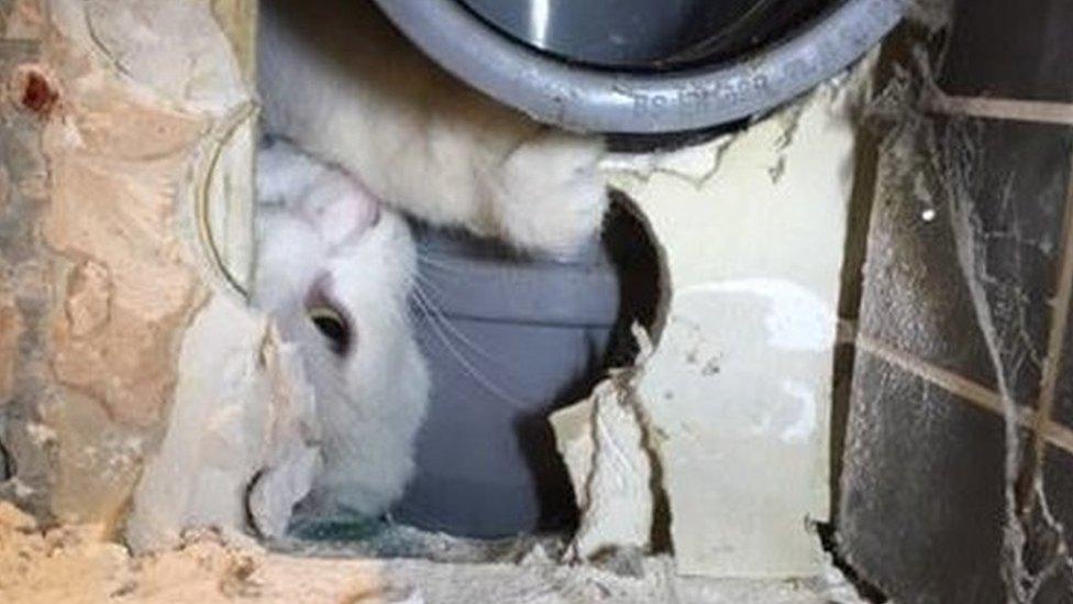 Cat stuck in soil pipe