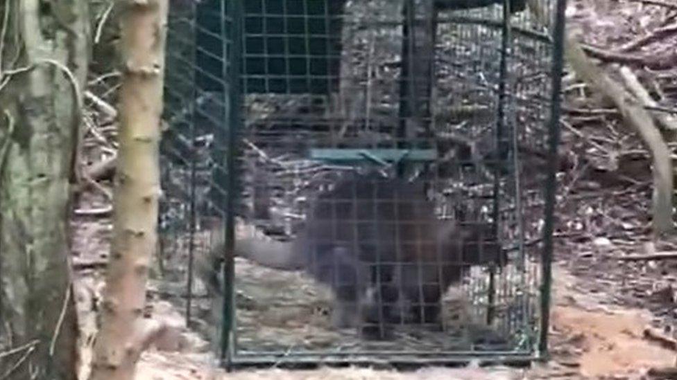 Ant the Wallaby in a cage