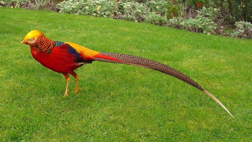 Golden pheasant.