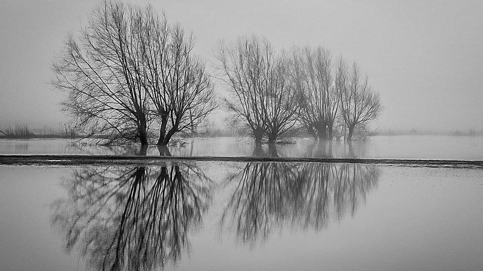 Trees in the fog, reflecting in the flooded fields alongside the River Severn near Welshpool, Powys