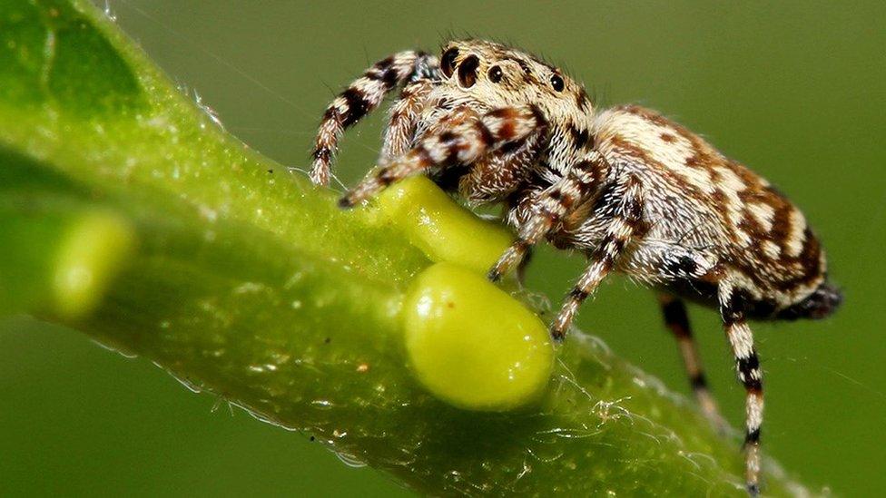 jumping spider