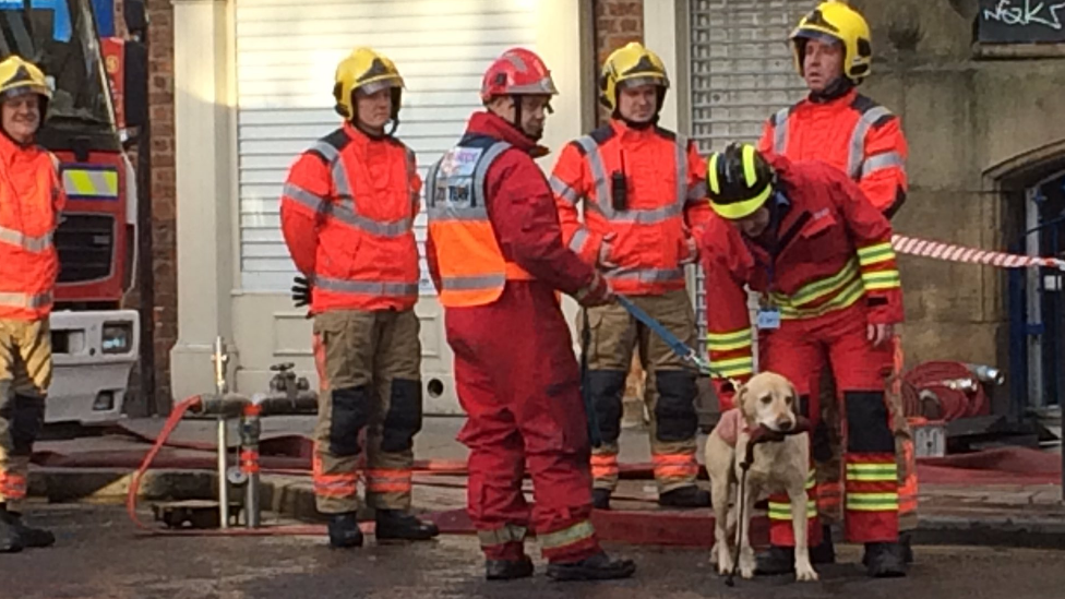 Search and Rescue dog