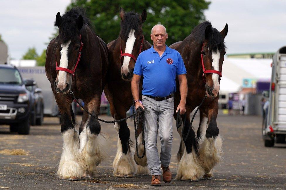 A man walks his Clydesdale horses