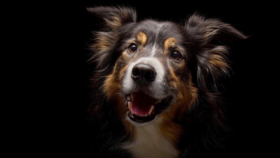 A tri-coloured border collie dog against a black background