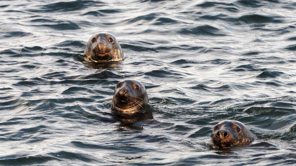 Grey seals