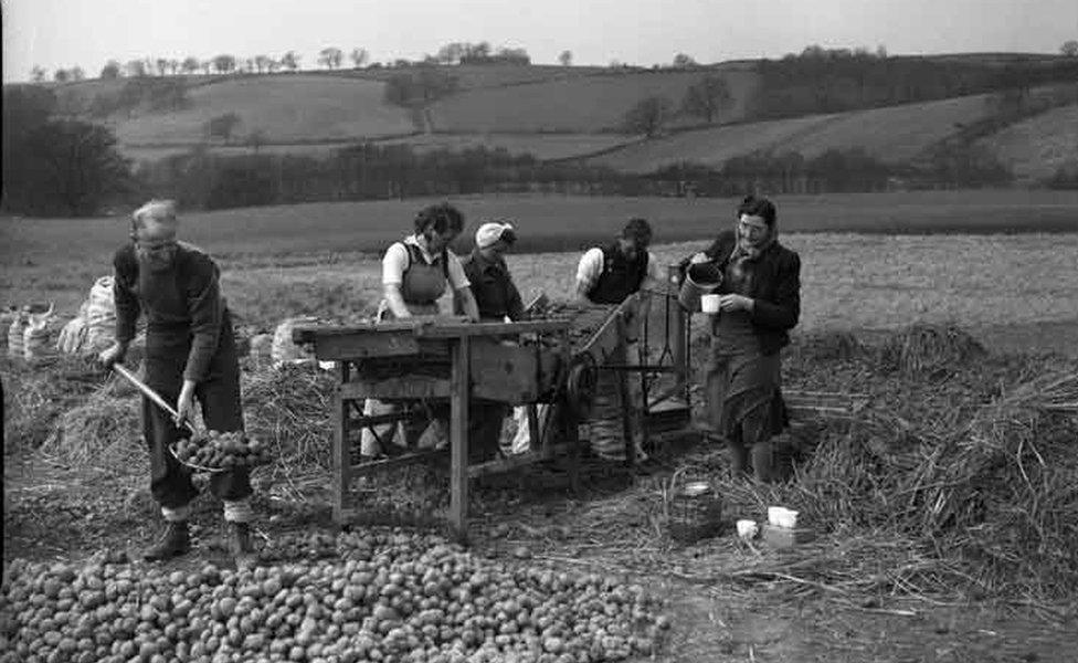 Agricultural workers in Cumberland, England, 1947