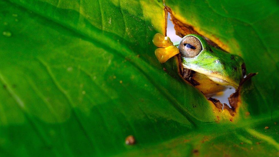 A bright green frog with big eyes peaks out through a hole in some leaves