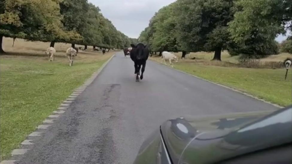 Cow on road