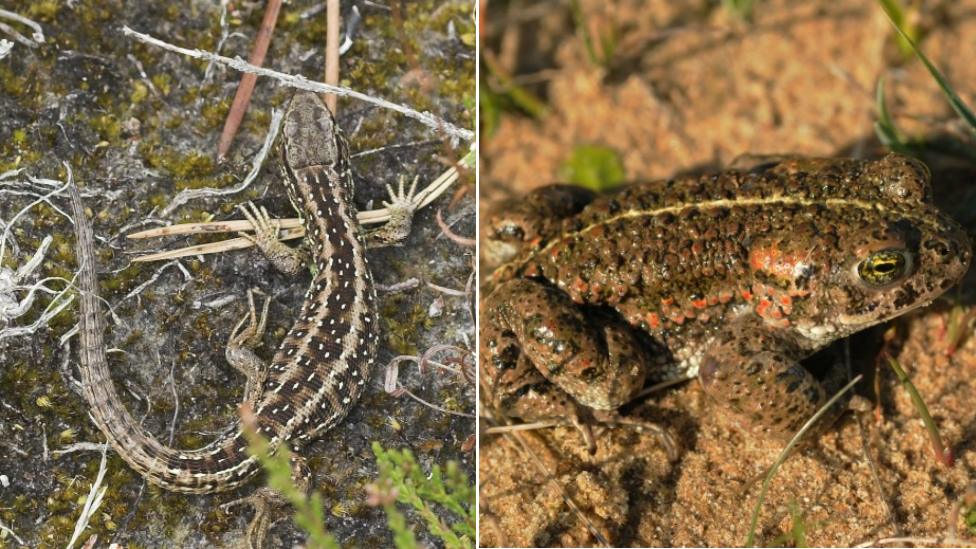 Sand lizard and natterjack toad