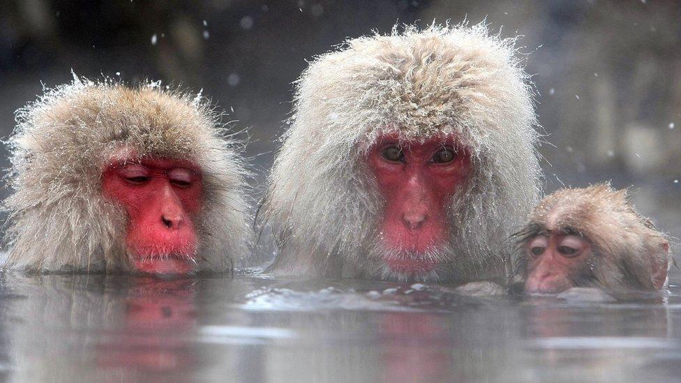 Three macaques bathing with their faces partly submerged underwater.