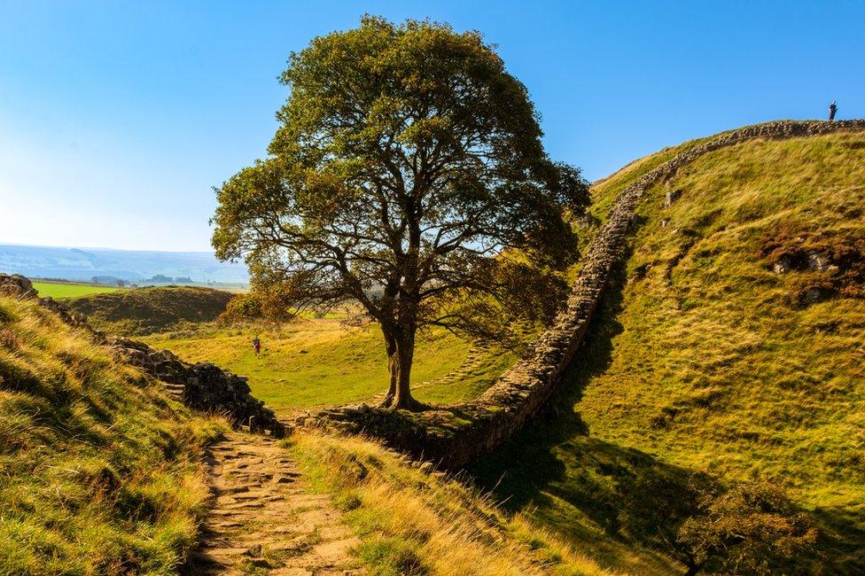 The tree pictured in sunnier weather