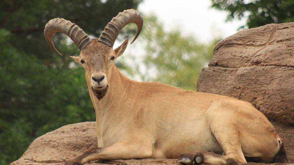 West Caucasian tur goat-antelope