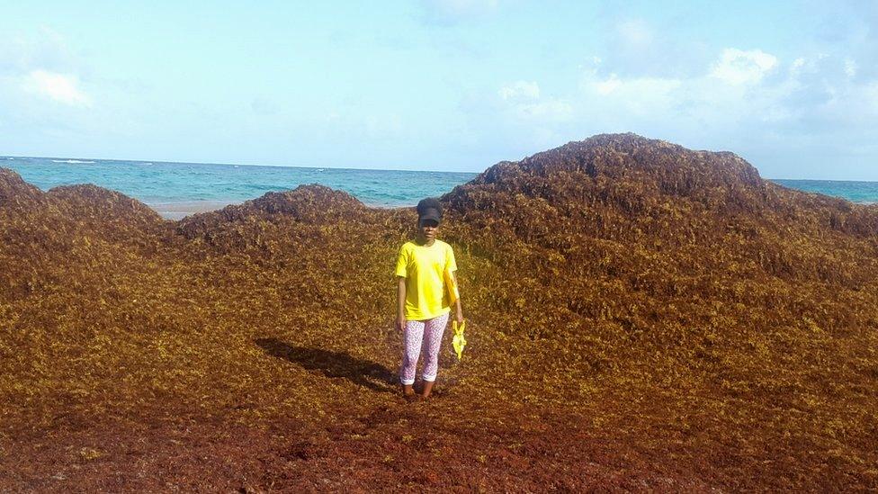 Carla Daniel standing amid a mountain of sargassum on 8 June, Falmouth Beach, Barbados