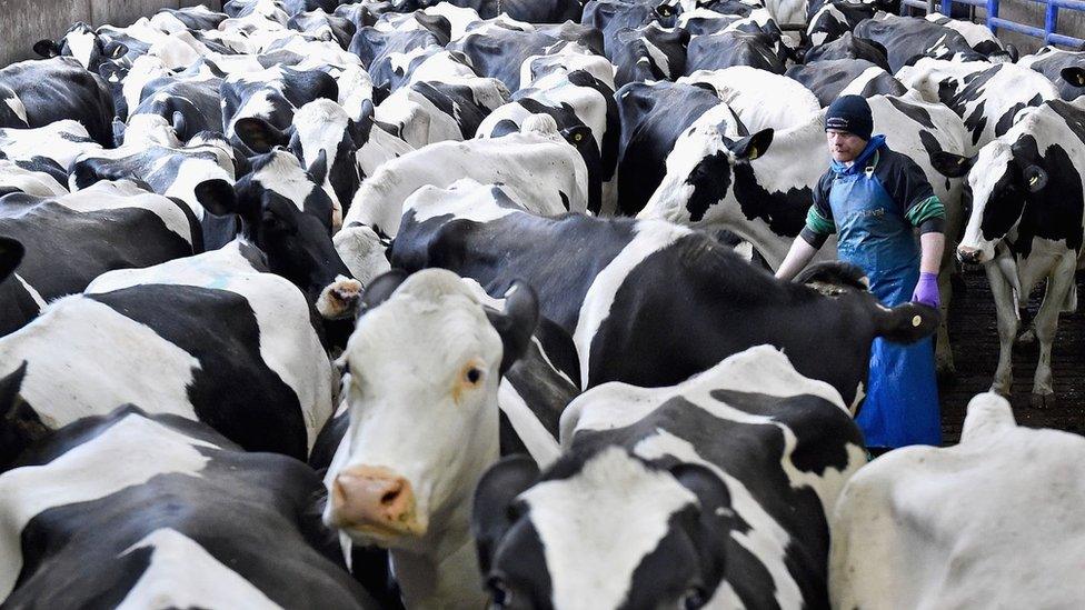 A farmer stands among a herd of dairy cows