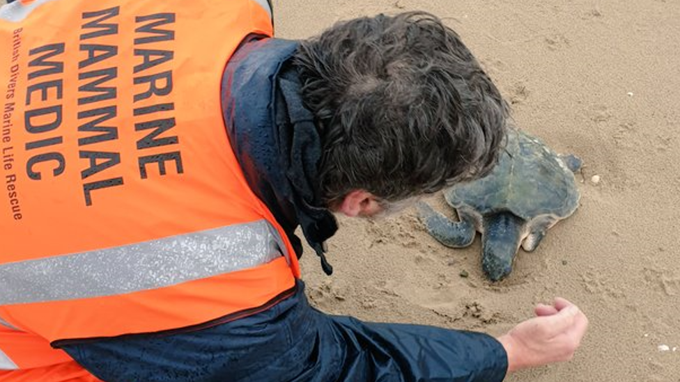 Turtle on Talacre beach