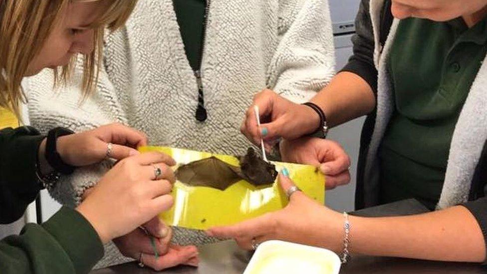 Animal carers freeing bat stuck on fly paper