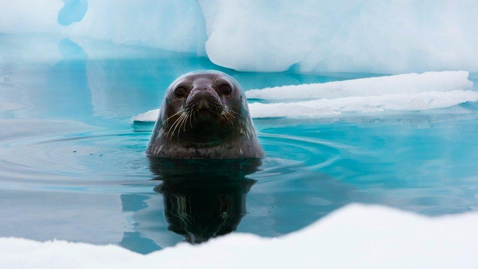 A seal swimming near an Antarctic ice floe