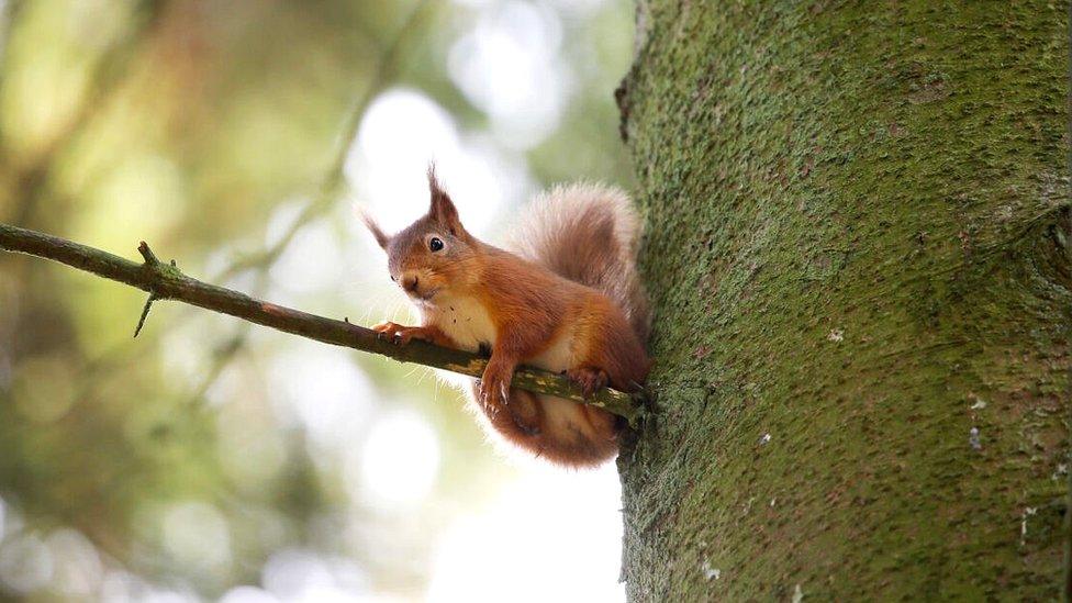 Red squirrel