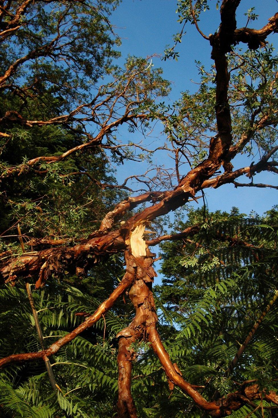 Tree damage