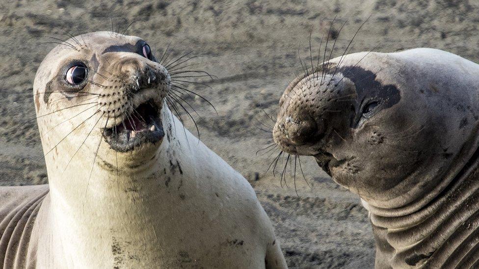 A seal looks shocked at another seal turning its head.