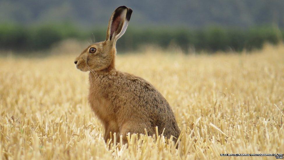 Picture of a hare in a field