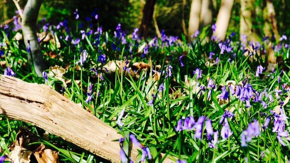 Lovely walk in Bagley woods with the bluebells