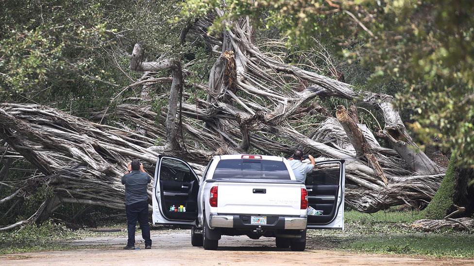 Tree fallen in Miami