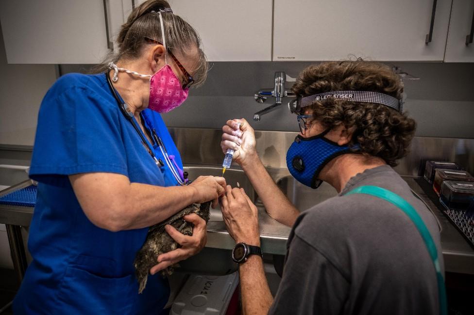 A cormorant chick is given veterinarian care