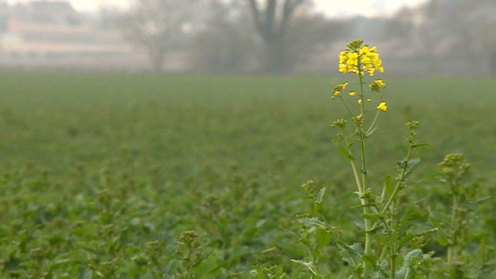 Oilseed rape field