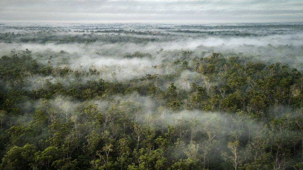 Papua is home to the largest rainforests in Indonesia