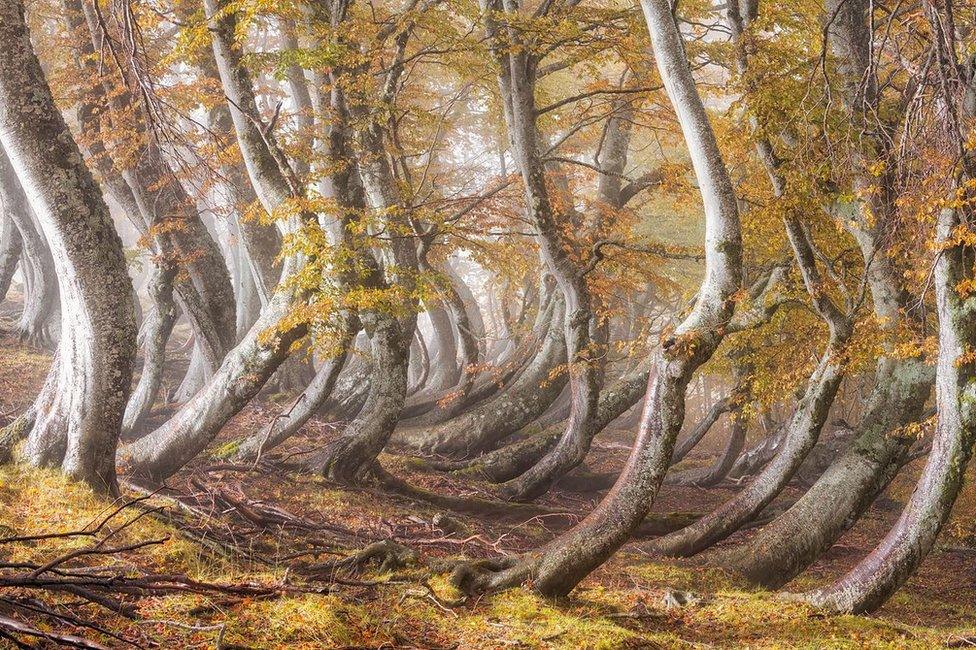 Leaning trees in The Gran Sasso and Monti della Laga National Park, Italy, by Luigi Ruoppolo