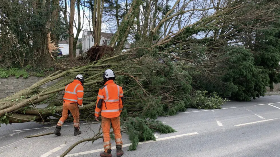 Workers assessing fallen tree