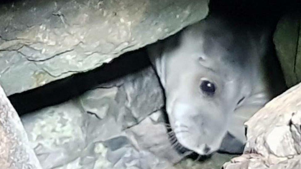 Seal stuck in rocks at Aberavon Beach, Port Talbot